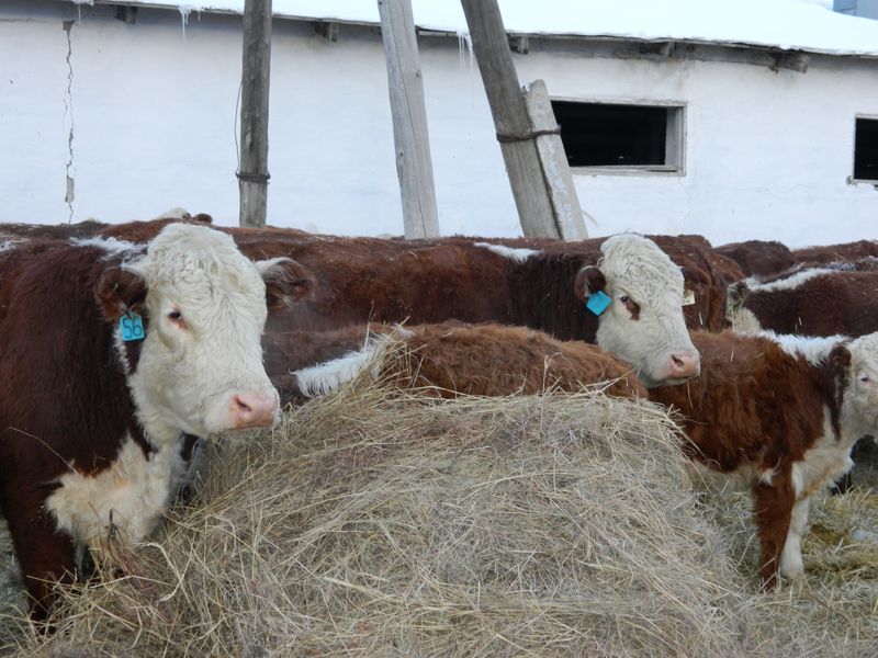 Продажа Сельхоз Животных Назарово