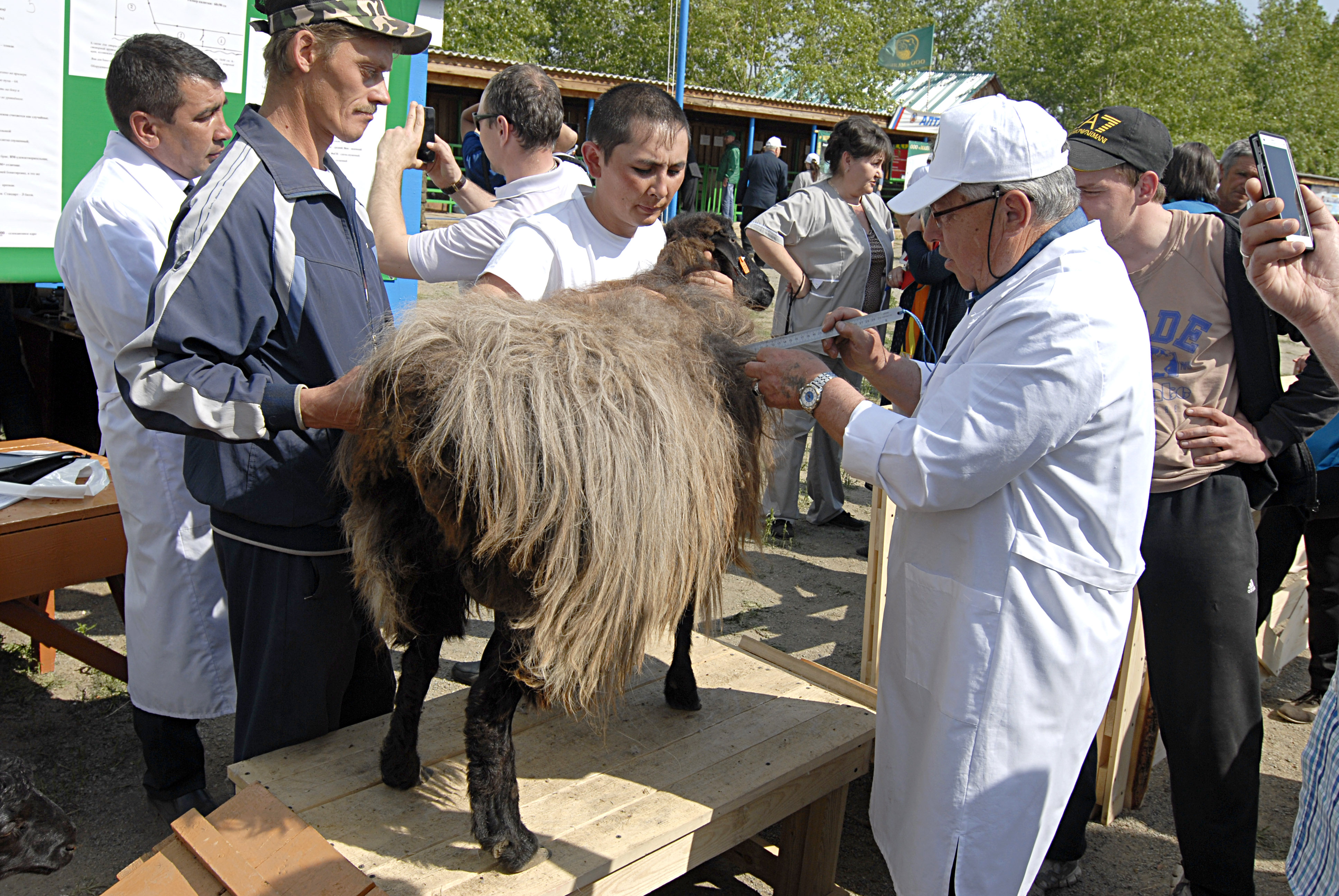 Окотная кампания во многих хозяйствах Забайкалья подходит к концу