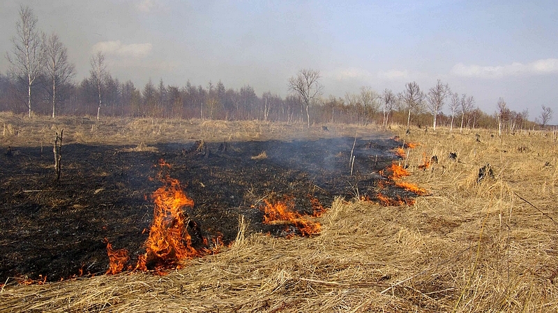 Палы на сельхозугодиях приводят к повреждению почвы и гибели растений