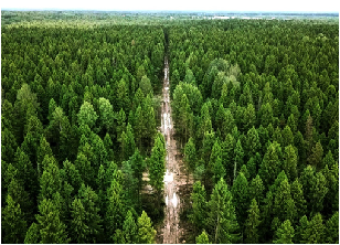 Контроль лесной отрасли