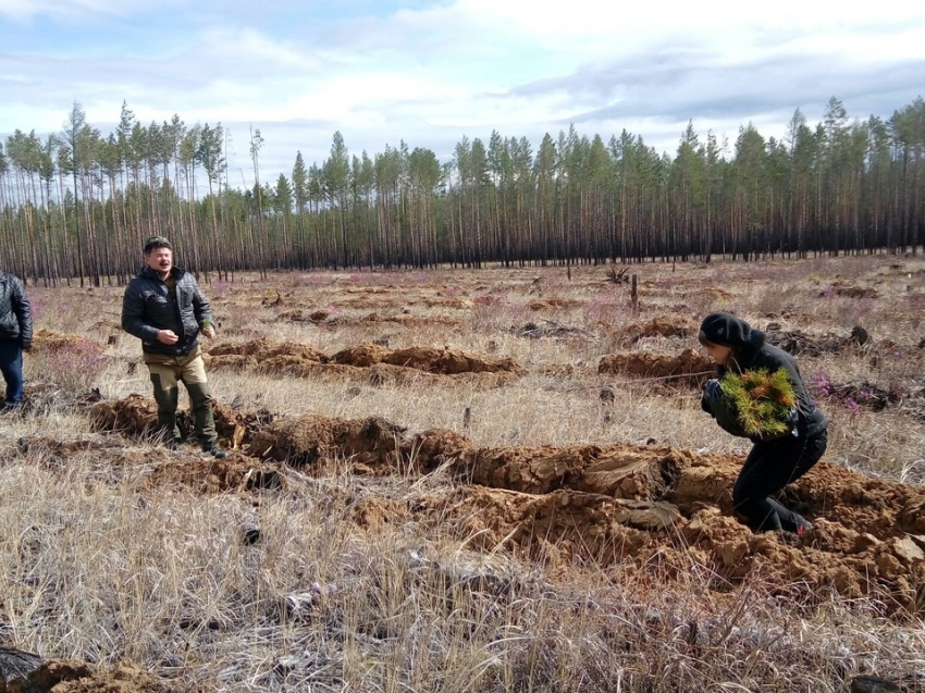 Погода жипхеген забайкальский край хилокский. ГКУ управление лесничествами Забайкальского края. Посадка леса. Хилокское лесничество.