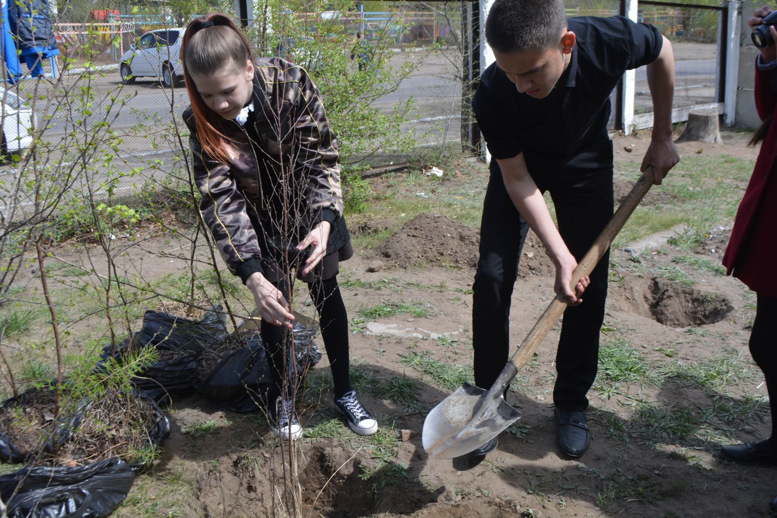 Ребята посадка. Деревья на пришкольном участке. Высадка деревьев выпускниками. Посадка деревьев школьниками. Высадка деревьев вокруг хвостохранилища.