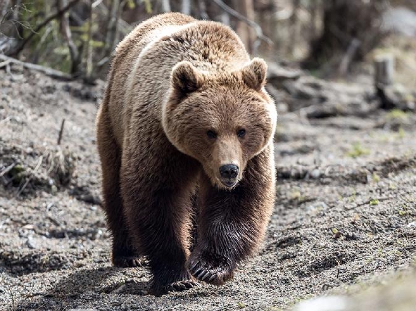 Информация населению в связи с участившимися случаями выхода медведей к населенным пунктам