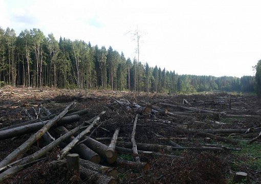 Должностные лица понесут административную ответственность за сокрытие или искажение информации о болезнях леса
