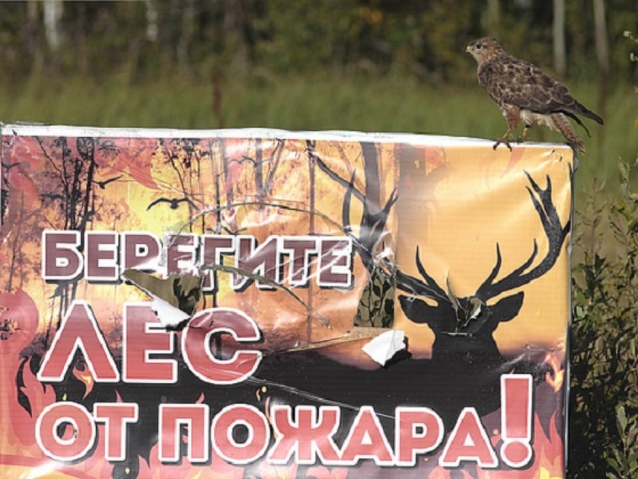 В Забайкальском крае действующих лесных пожаров нет