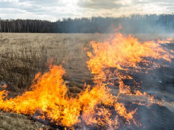 В Читинском районе действуют лесные пожары