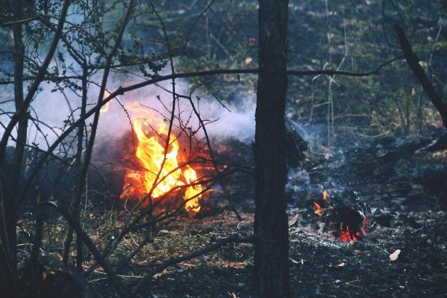 Площадь лесных пожаров в Забайкальском крае сократилась 2 два раза