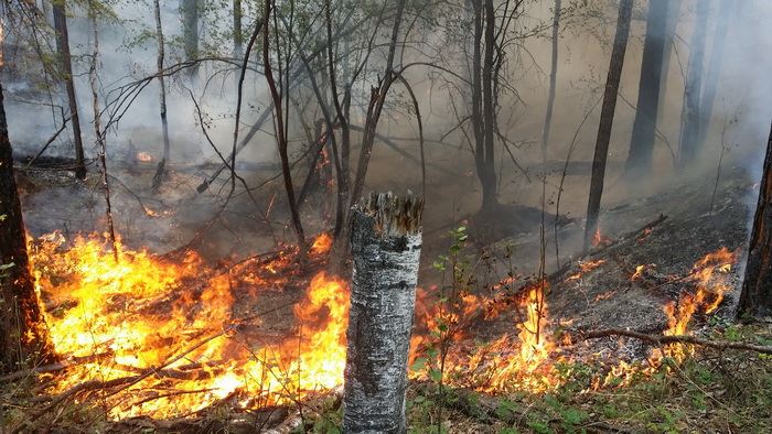 На территории Забайкальского края введен режим чрезвычайной ситуации в лесах