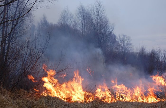 12 лесных пожаров ликвидировано на территории Забайкальского края