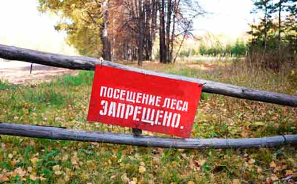 В шести районах края введено ограничение пребывания граждан в лесах