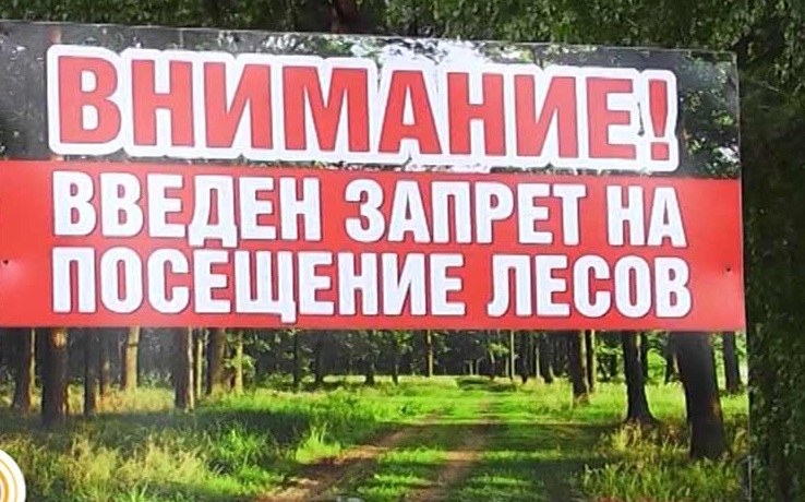 С  22 июня по 12 июля включительно введено ограничение пребывания граждан в лесах