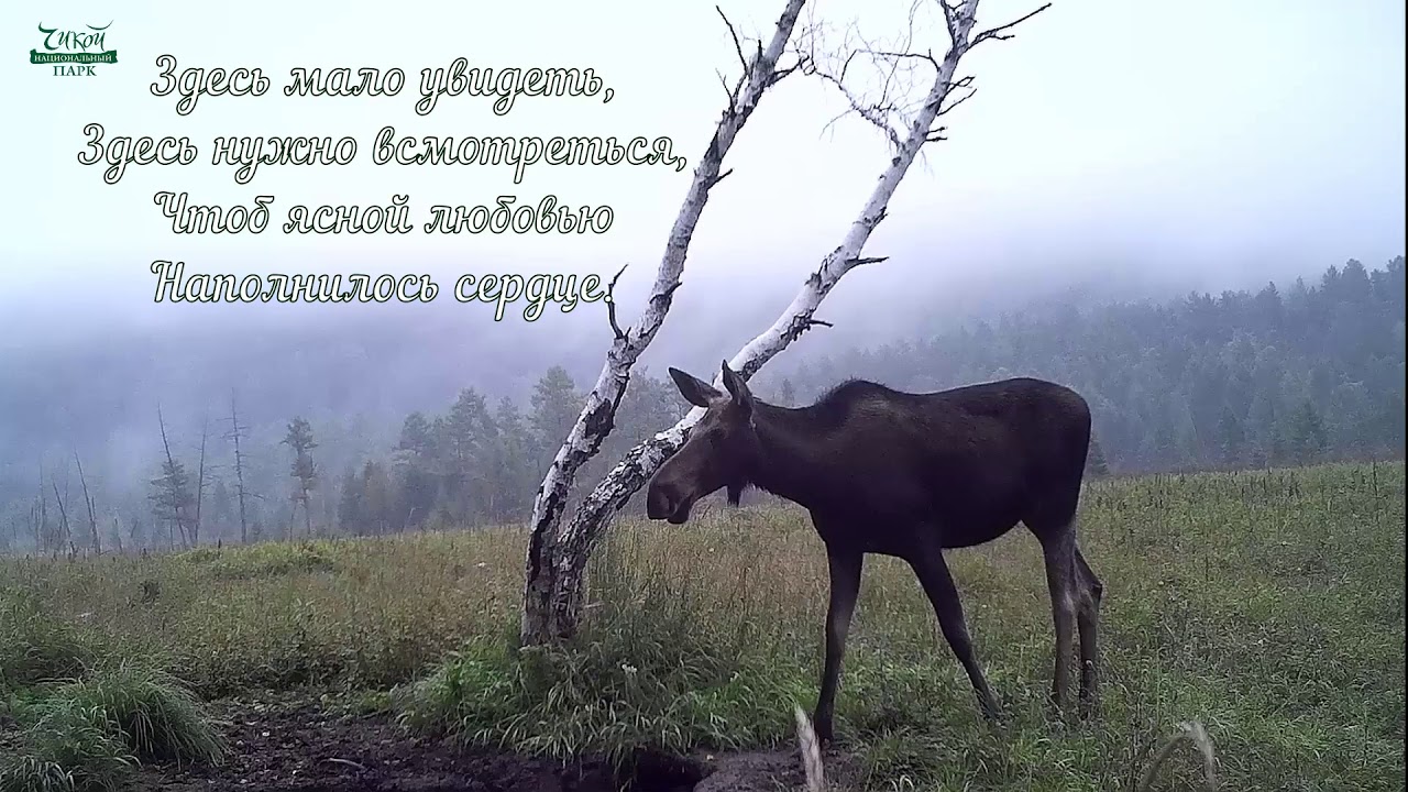 Национальный парк «Чикой» презентовал видеоклип «В кадре фотоловушек»