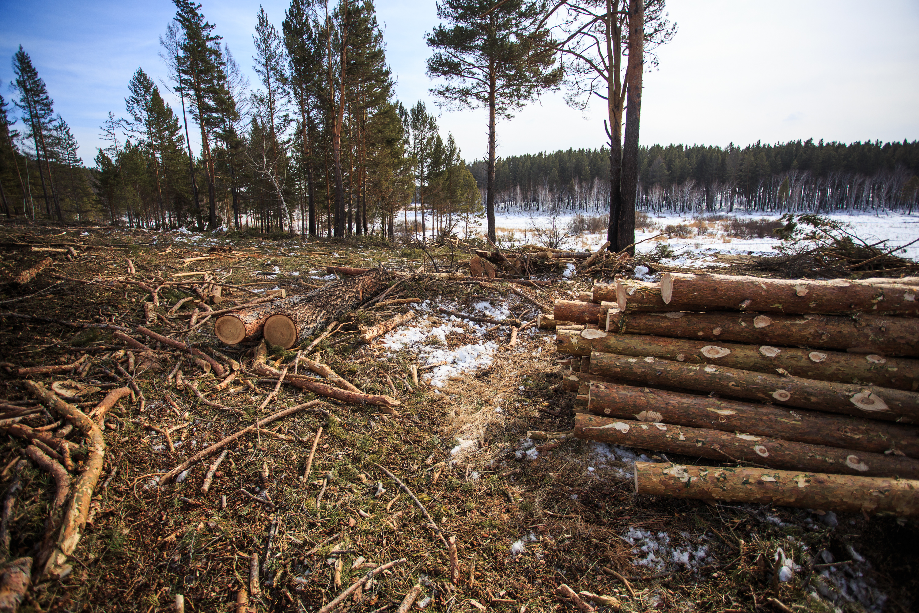 Лесные проблемы россии. Вырубка лесов 2023. Вырубка деревьев. Вырубка лесов в России. Вырубка лесов экологическая проблема.