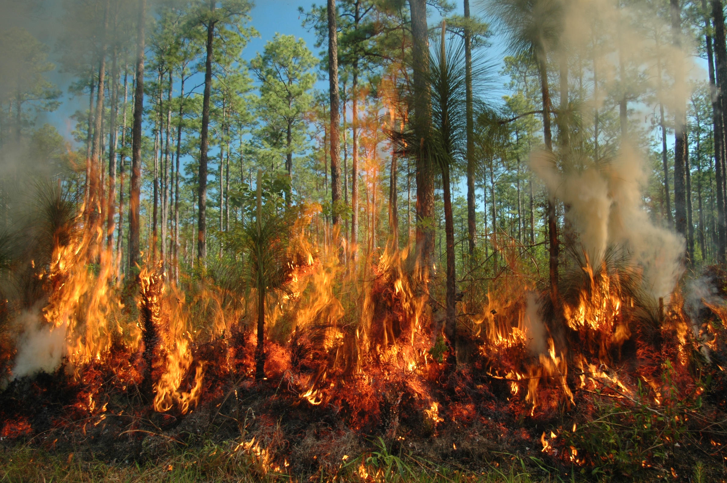 Мокрые леса загорались величественными багряными. Пожар в лесу. Лес в огне. Горящий лес. Горящий Лис.