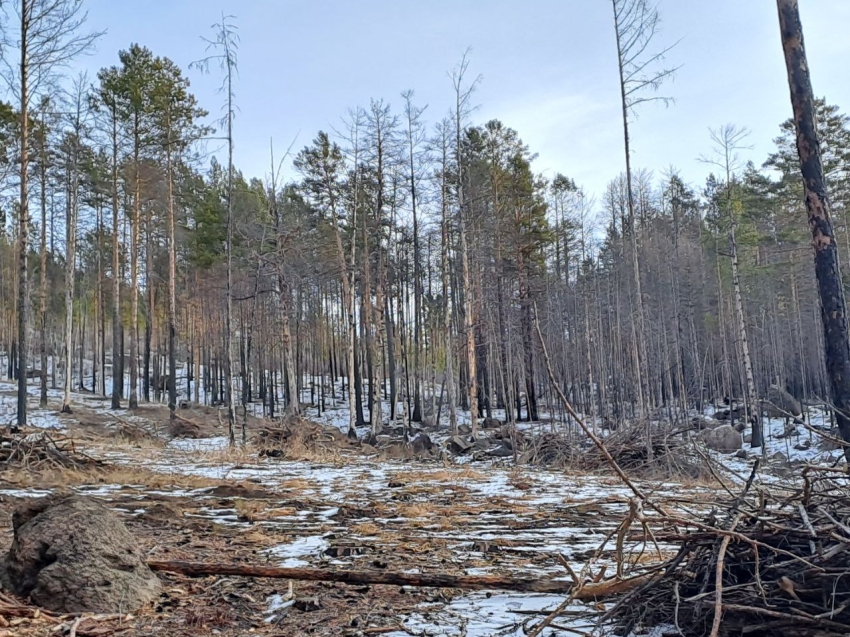 За последние сутки ликвидированы три лесных пожара в Забайкалье 
