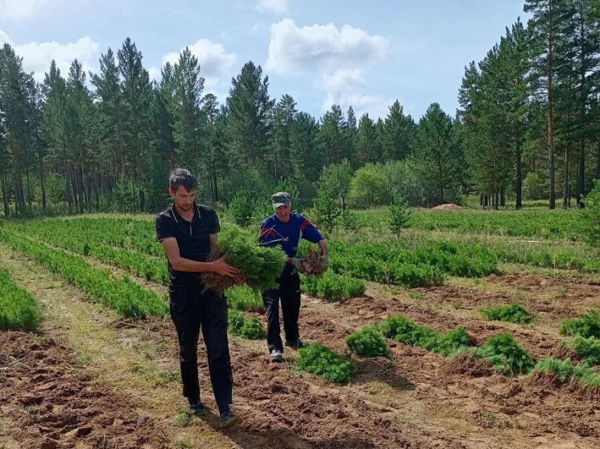 «Забайкаллесхоз» завершил реализацию нацпроекта «Экологическое благополучие»